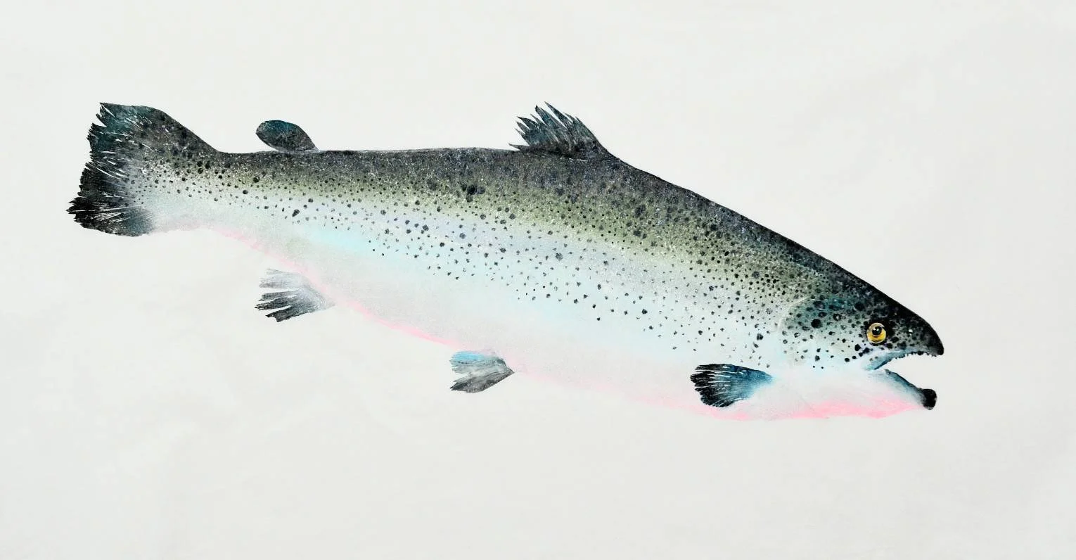 魚拓作品 8 - 大西洋鮭魚